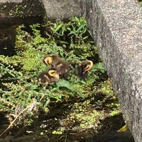 赤ちゃんの画像