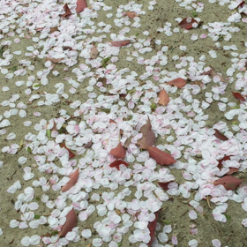 桜   さくら♪の画像