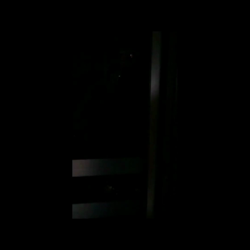 動画だよん♪ 『謎のクマ』の画像