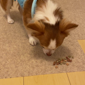 だんだん言葉を理解してくるの画像