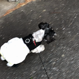 丸刈り決定！の画像