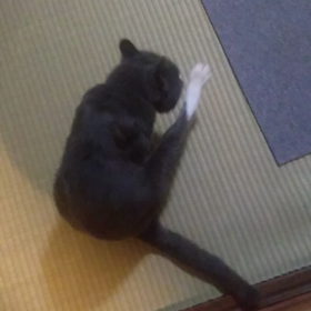 プリンちやん❤️の画像