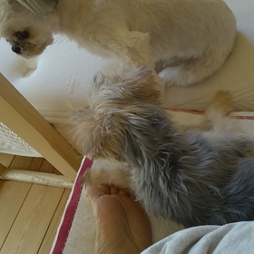 今日のこたろうの画像