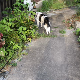 お庭と懐とニャニャオの画像
