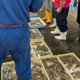 まるはショップのワタリガニ&シャコ企画！の画像