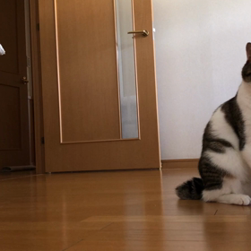 マイナンバーカードが出来たって！やる気無しデールの画像