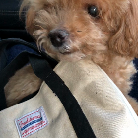 今度は何？の画像