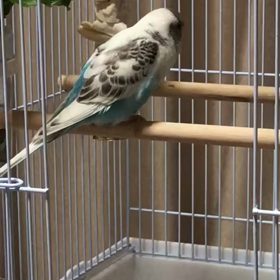 くぅちゃん、エアコンとしゃべるの画像