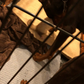 今日のシナモン  ヴィリーのお部屋への画像