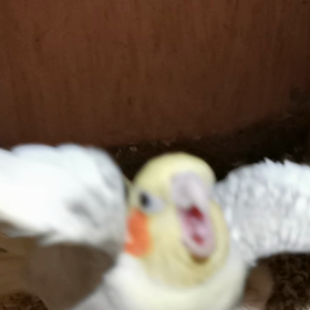 モカの雛、3羽目の画像