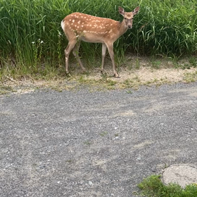 子鹿のバンビちゃん。の画像