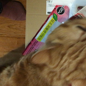 チャオチュール大好きの画像