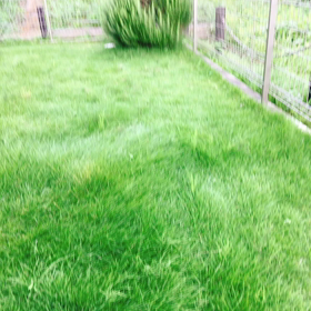 チワシュウ愛のリトルガーデンの画像