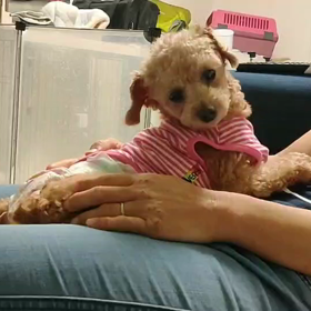 パレット　お腹の上で寝れた！の画像