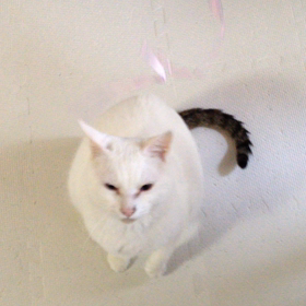 駅弁の紐で遊ぶらたさんの画像