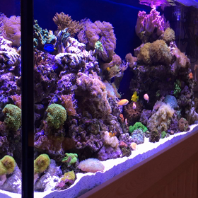 今日はサンゴ水槽をアップですの画像