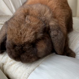 ナメナメするうさぎ　ワイのことが大好きなんやろうなぁ(●´ω｀●)ゞの画像