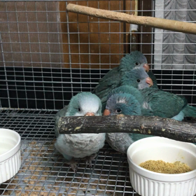 オキナインコたちの画像