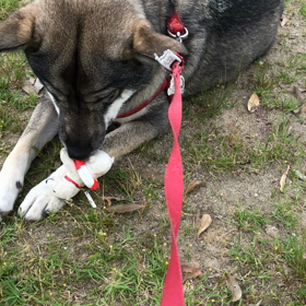 噛まずに鼻で、鳴らします。の画像