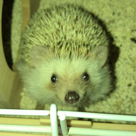 ご飯待ちの画像