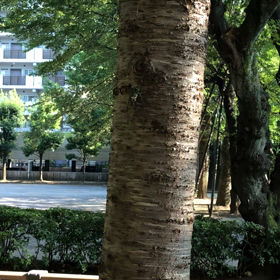 蝉の画像