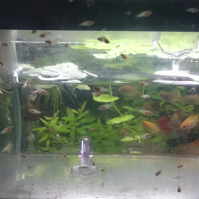 生後４日＆５日目。の画像