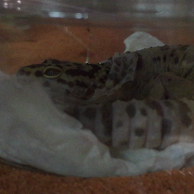 脱皮中・・・。の画像