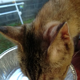 猫ちゃんの画像