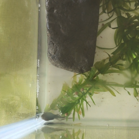 おたまじゃくし飼育記録の画像