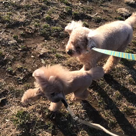 ♪お散歩動画♪代々木公園♪②の画像