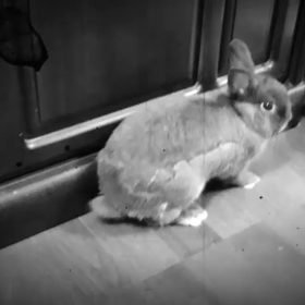 Viva  Video  アグ編の画像