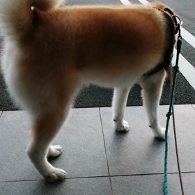 今朝も未来丸頑張りました。歩きたくないのに5km も。道端でゴロ寝していると「可愛い❤️触れますの画像