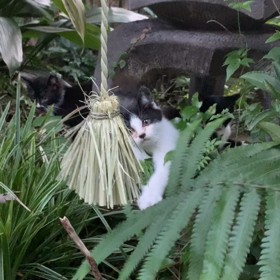 仔猫里親募集の画像