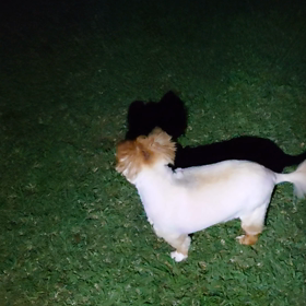 気管虚脱でも走るの画像