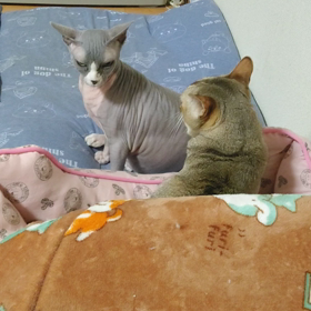 眠いにゃり～。の画像