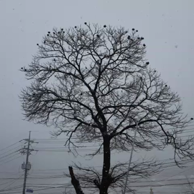 ホワイトクリスマスの画像