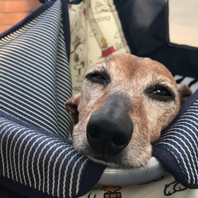 元気いっぱいです！！！の画像