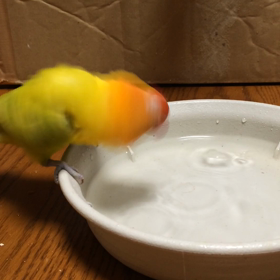 【動画】一生懸命です！の画像