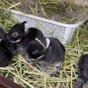 ちどりちゃんベビーおめめがあきました。の画像