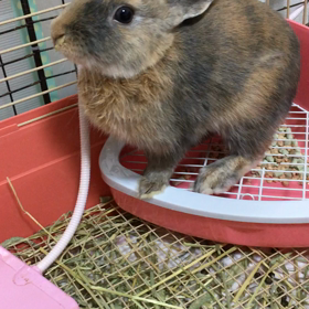 嘔吐 続きの画像