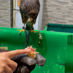 動物プロダクションの日常。の画像