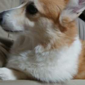 ”お空のお友達 みいなをよろしくね”の画像