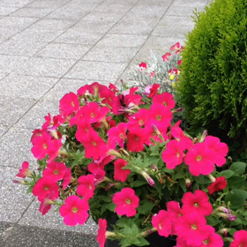 ちょうちょの画像