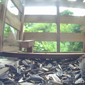 すぎぴたんの事件簿シーズン2　349話（スズメのお食事中にシジュウカラ）の画像