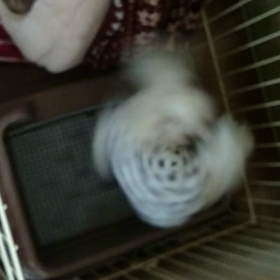 高速スピンの画像