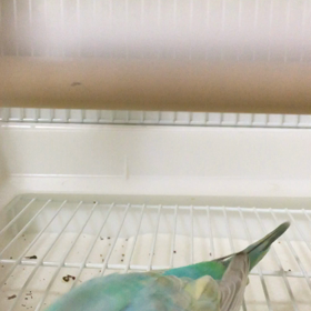 アンジーのお喋りの画像