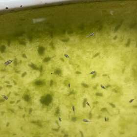 プリップリころっころの画像