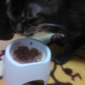 猫ちゃんその後…の画像