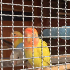 コロニー飼育の画像