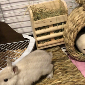 パール③跳ねるの画像